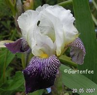 eine mittelhohe Unbekannte (gekauft  2007)