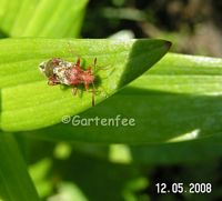 ein Unbekannter im Mai 2008