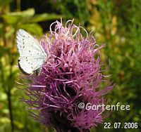 violetter Waldbluling 2006
