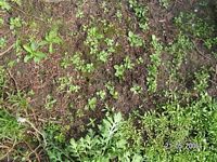 wilde Verbascum Blattaria - weiss als Jungpflanze