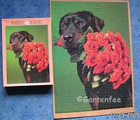 Hund mit Rosenstrauss