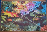 Fische - Puzzle ist vertauscht
