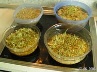 Der erste Schritt ist das Einweichen ber Nacht