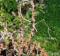 warme Herbstfarben mit Farfalleperlen - lange Kette zum einfachen Umlegen
