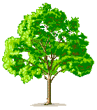 tree3